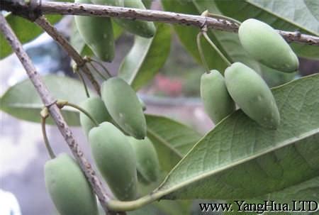 桂花果實可以吃嗎|桂花果怎麼吃 桂花果可以生吃嗎